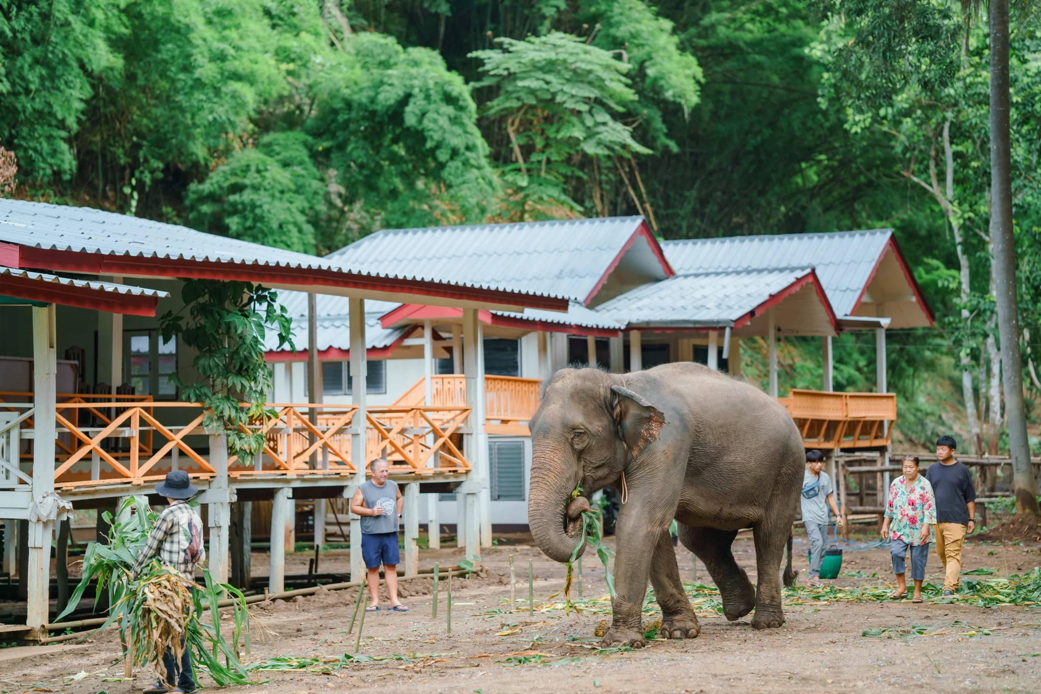 Elephant Retreat 1