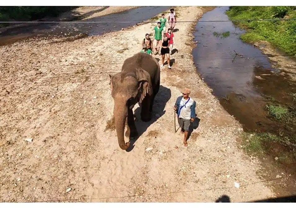 Elephant Freedom Elephant Walking