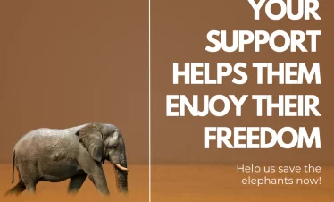 Volunteer Program Thailand