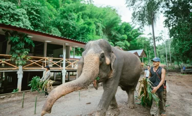 Elephant Roaming Wild