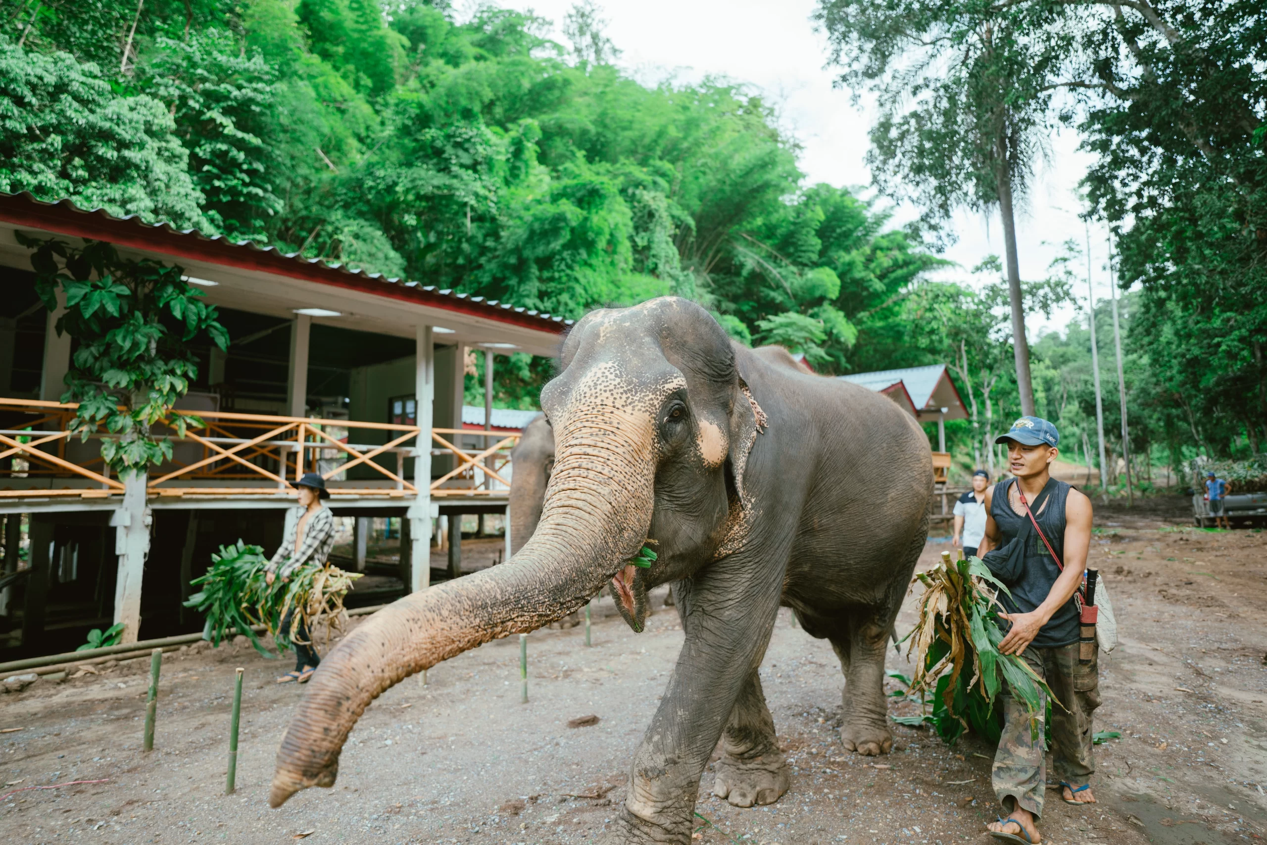 Elephant Roaming Wild