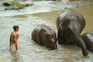 Chiang Mai Elephant Volunteer