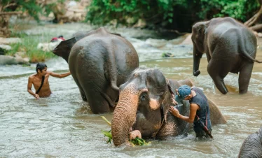 Elephant Swimming in Chiang Mai