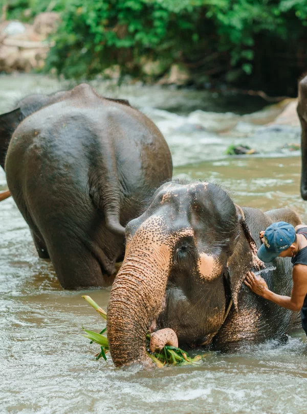 Elephant Swimming in Chiang Mai