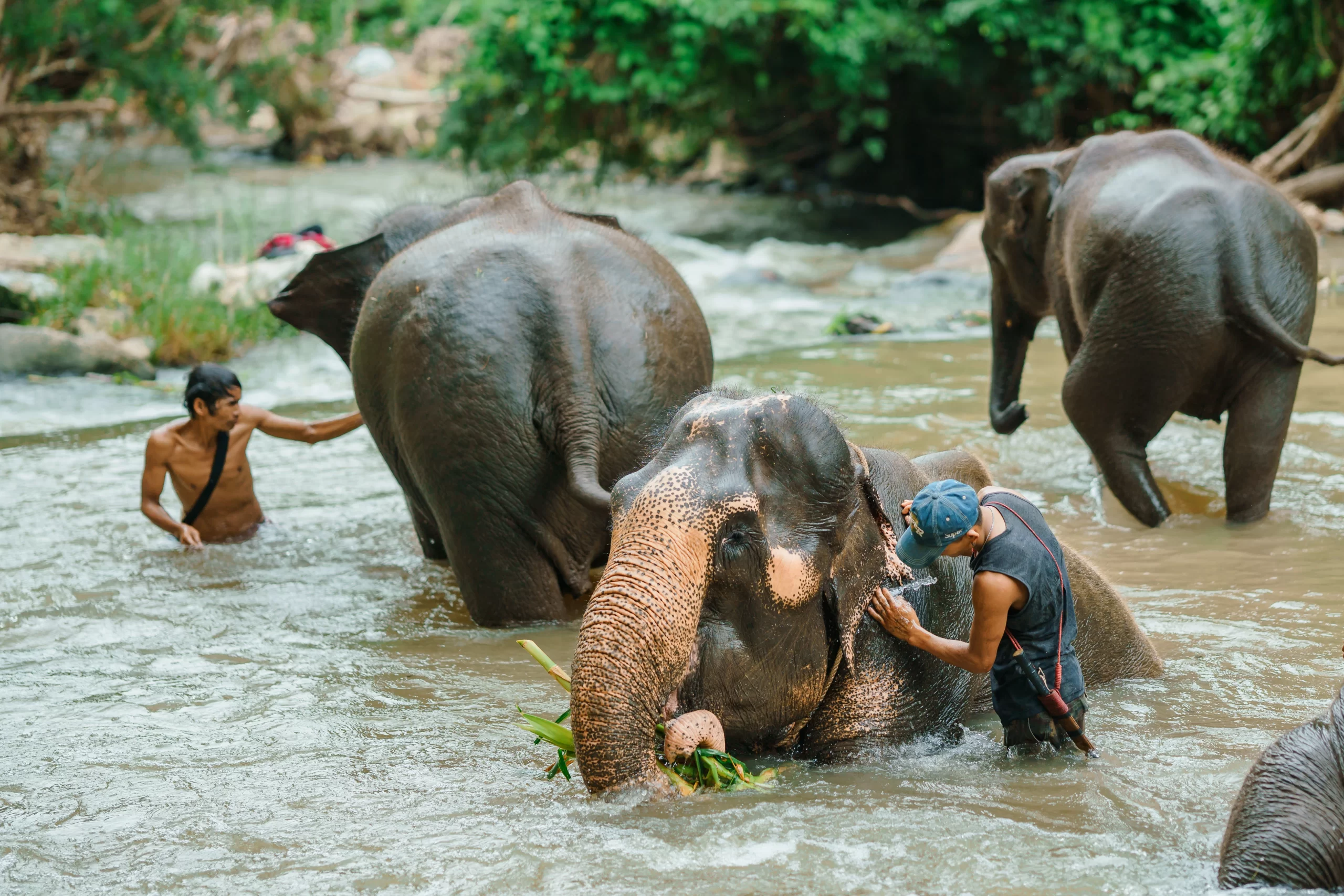 Elephant Swimming in Chiang Mai