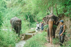 Elephant Activity in Chiang Mai