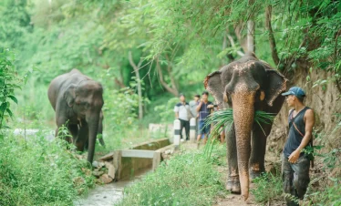 Elephant Activity in Chiang Mai