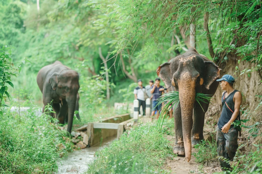 Elephant River Hike