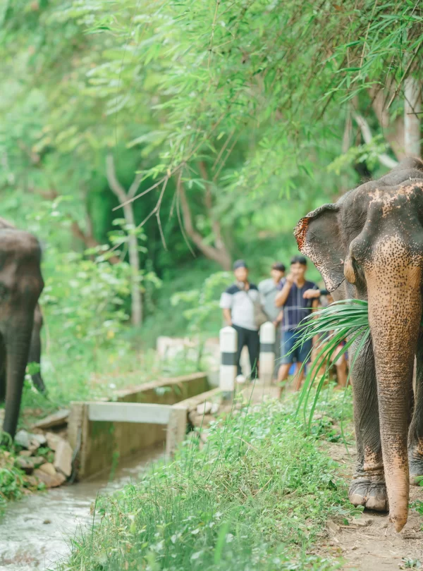Elephant River Hike