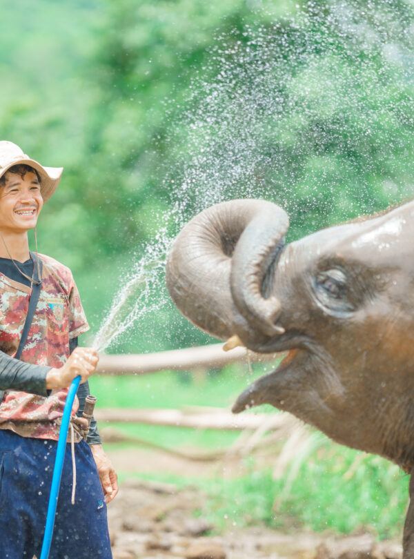 Elephant Retreat Elephant Tour Chiang Mai