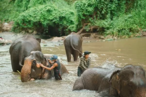 Mahout Elephant River Bathing