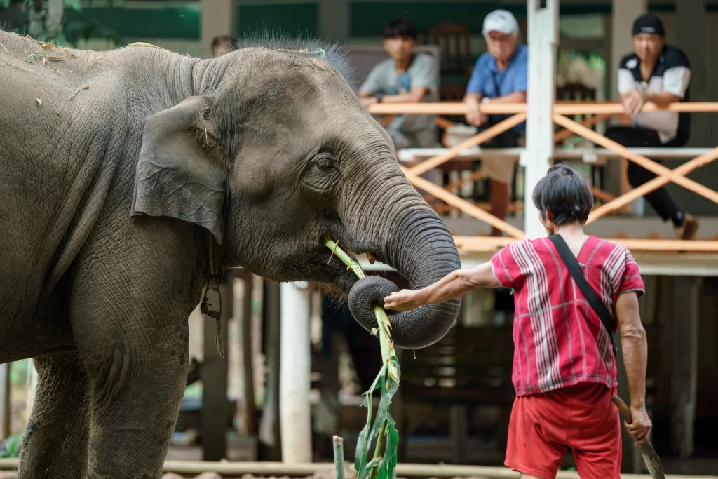 Mahout feeding elephant