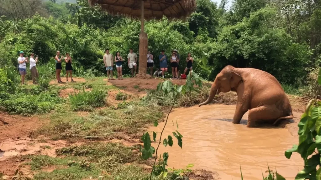 are elephant mud baths ethical 1