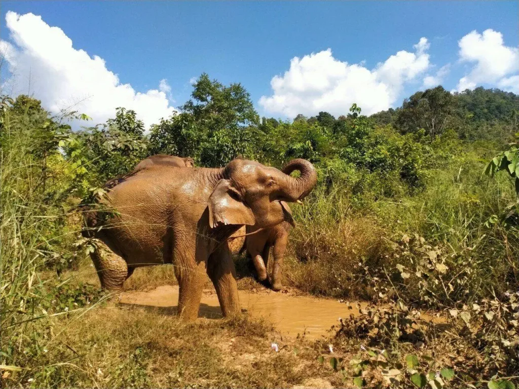 Elephant Mud Bath