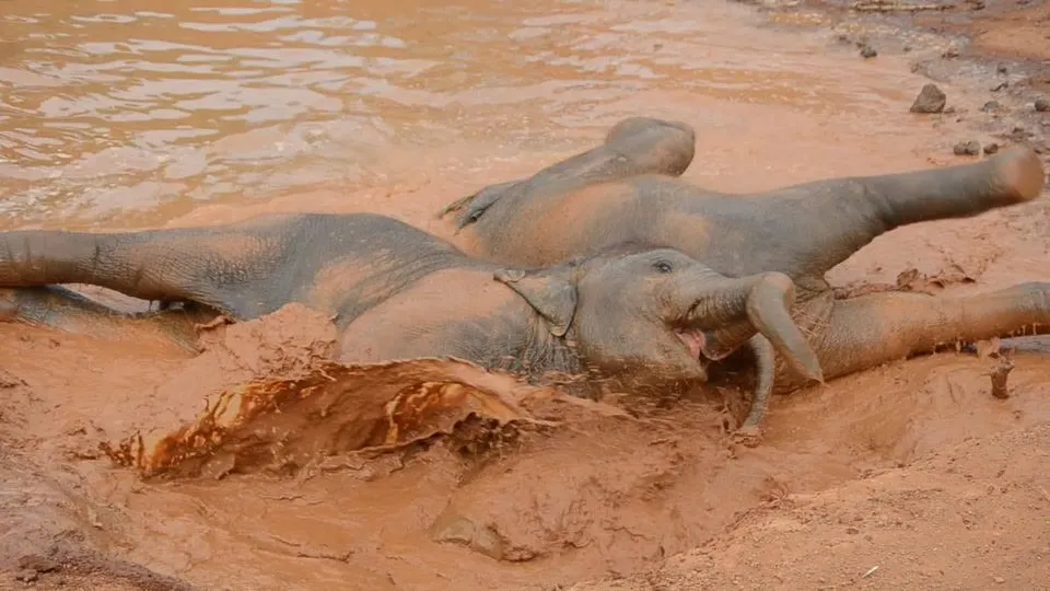 Free Elephants Playing in the Mud 1 1